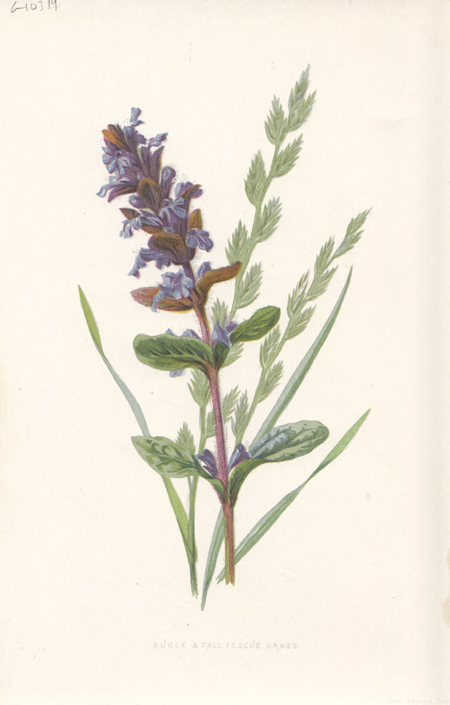 FLOWERS. Bugle & Tall Fescue Grass c1895 old antique vintage print picture